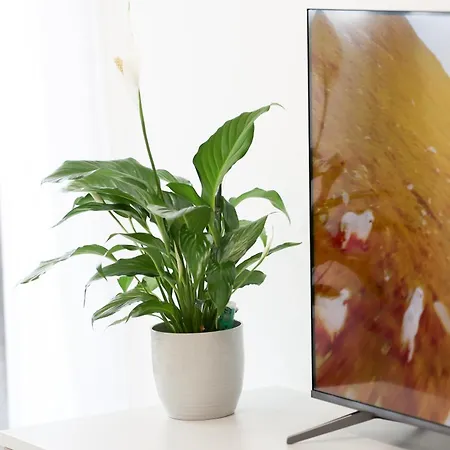 Vitan Oasis ---free Secured Private Parking---self Check-in-- *